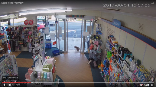 Koala in Apotheke 5 Screenshot