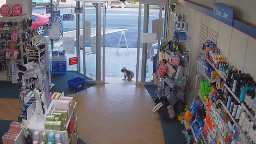 Koala in Apotheke 5 Screenshot