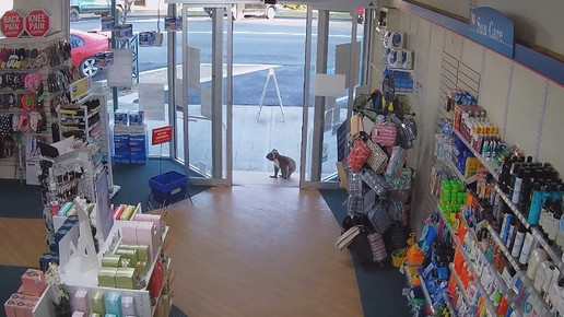 Koala in Apotheke 5 Screenshot