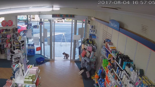 Koala in Apotheke 5 Screenshot