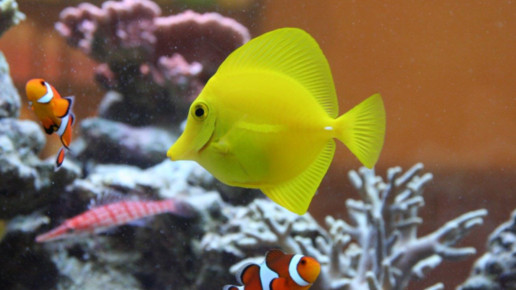 aquarium12 apo dr aurnhammer