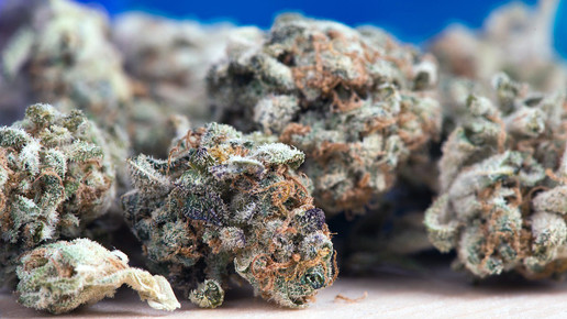 BMG: Dieses Jahr kein deutsches Cannabis