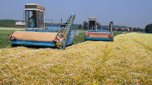 Kamillen Ernte Robugen