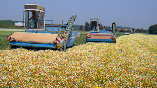 Kamillen Ernte Robugen