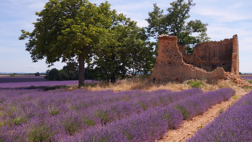 lavendel provence Gabriele Schmadel pixeliode