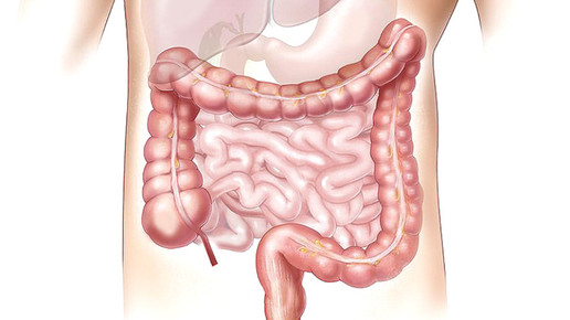 magen darm 01 pixabay