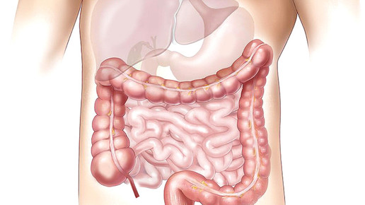 magen darm 01 pixabay