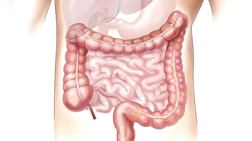 magen darm 01 pixabay