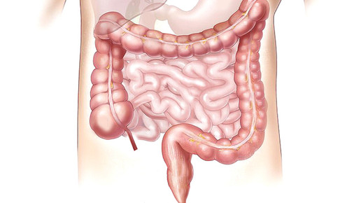 magen darm 01 pixabay