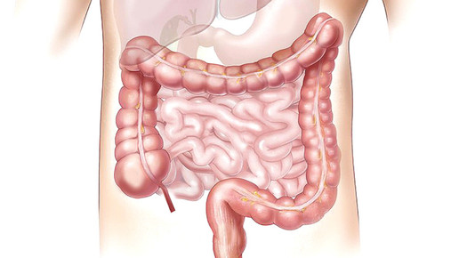 magen darm 01 pixabay