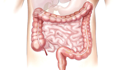 magen darm 01 pixabay