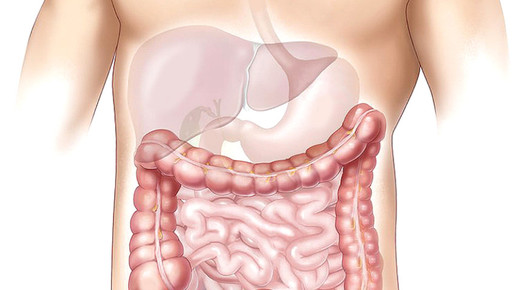 magen darm 01 pixabay