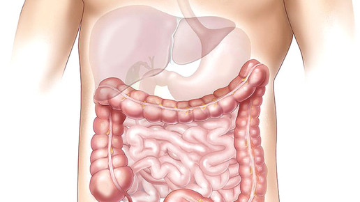 magen darm 01 pixabay