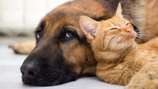 Hund und Katze liegen beieinander
