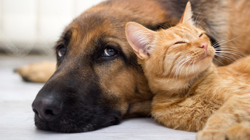 Bayer bringt Condrovet für Hund und Katze