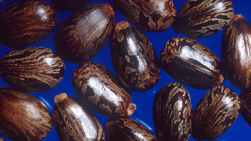 Meldepflicht für Rizin gefordert