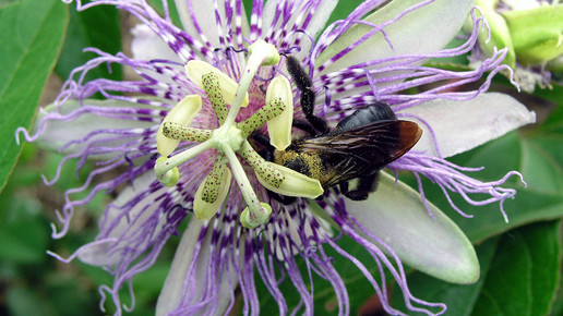 2011-passionsblume-Piccolo Namek-wiki-CC BY-SA 3 0