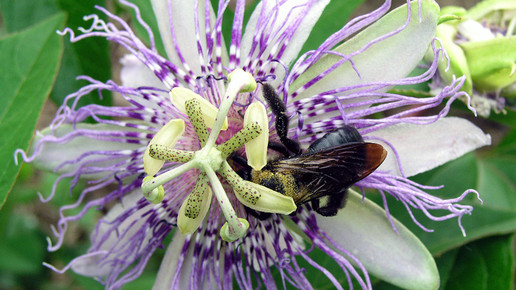 2011-passionsblume-Piccolo Namek-wiki-CC BY-SA 3 0