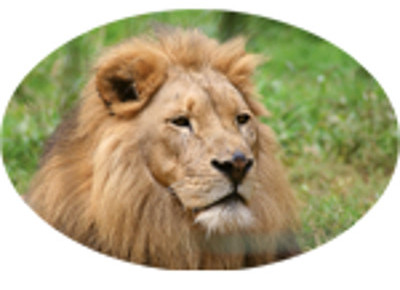 safariapo3 logoloewe safari apotheke