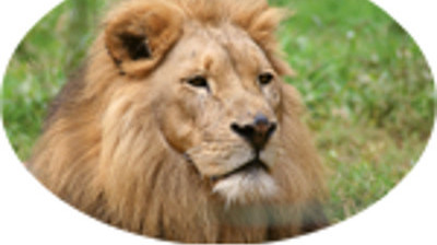 safariapo3 logoloewe safari apotheke