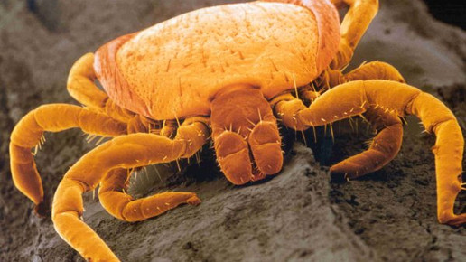 zecke2 www.zecken.de