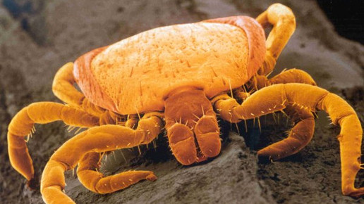 Erste Borreliose-Fälle in Thüringen