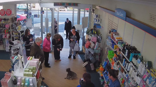 Koala in Apotheke 8 Screenshot