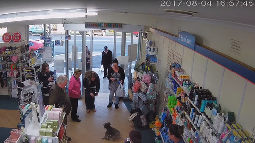 Koala in Apotheke 8 Screenshot