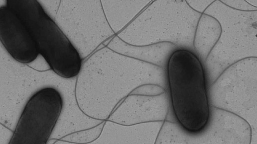 Salmonella HZI Renault et al