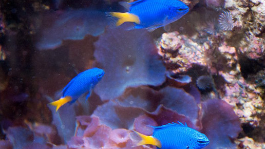 aquarium18 nelken-apo