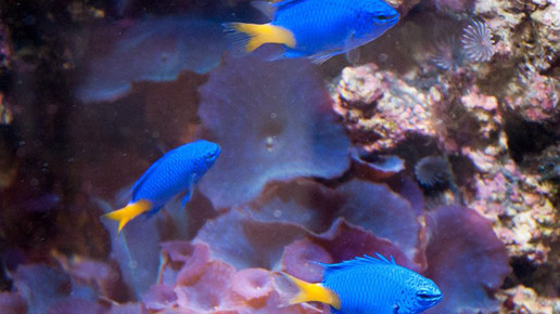 aquarium18 nelken-apo