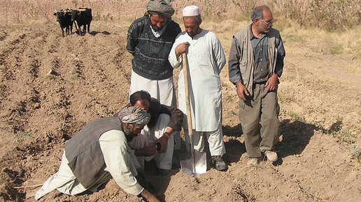 ernte safran afghanistan klenk 2 03