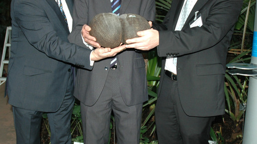 Fuchs Seychellenpalme bgbm