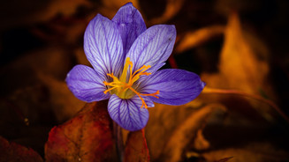 Colchicin reduziert Schlaganfälle und Herzinfarkte Blüte der Herbstzeitlosen