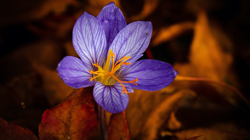 Colchicin zur Anfallsprophylaxe nötig?