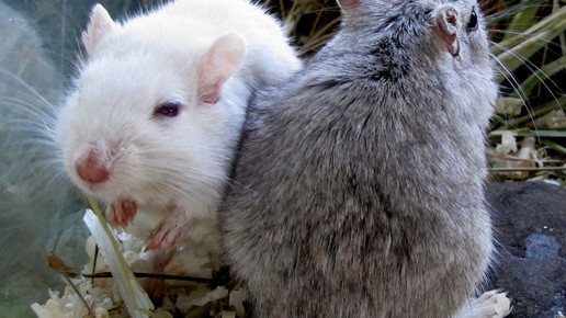 maus by Rolf Handke pixelio.de