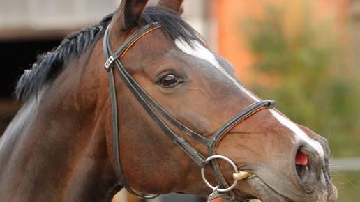 Reiturlaub für Allergiker