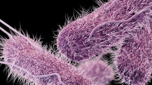 typhus erreger james archer cdc