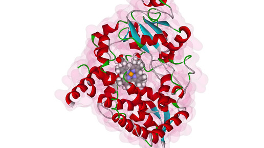 enzym cyp3a4 wikipedia pdb 1w0e