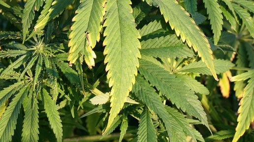 cannabis Susanne Schmich pixelio.de 01