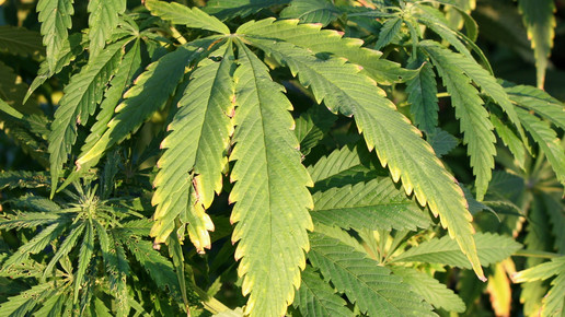 Fahrverbot: „High“ auf Rezept im Straßenverkehr