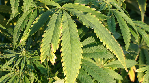 FDA mahnt Curaleaf ab