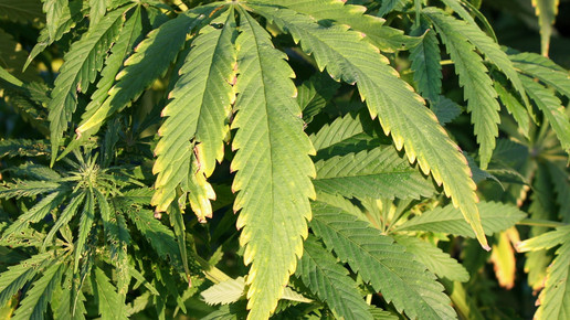 cannabis Susanne Schmich pixelio.de 01