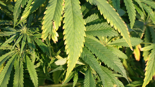 cannabis Susanne Schmich pixelio.de 01