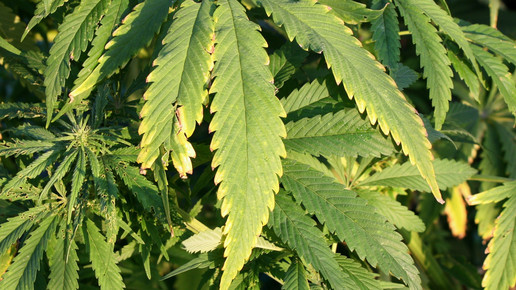 cannabis Susanne Schmich pixelio.de 01