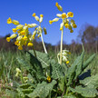 Primula veris: Frühblüher gegen Husten