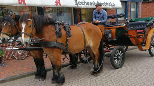 seehundapotheke8 erich hrdina