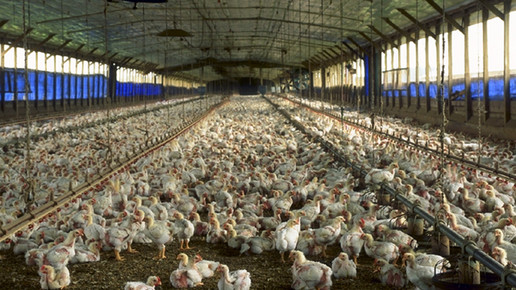 huehnermast wikipedia