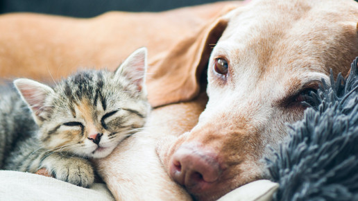 Schützen Haustiere vor Lebensmittelallergien?