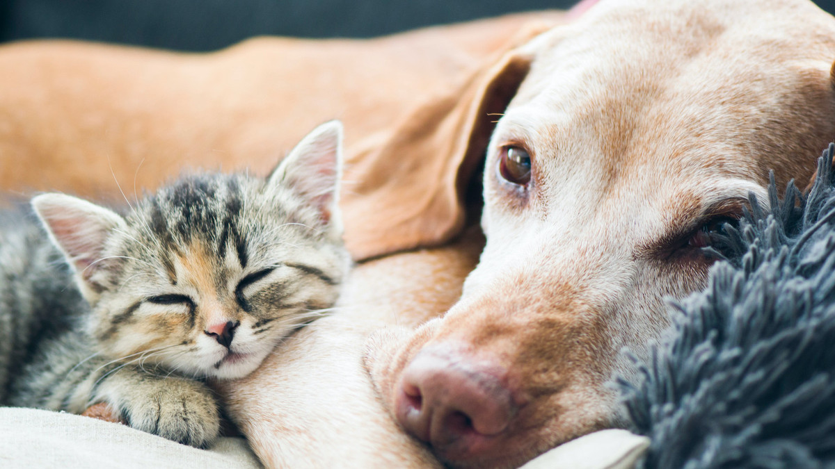 Tierarzneimittel-Versand-wieder-erlaubt